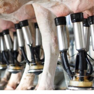 Peran revolusi industri dalam meningkatkan produktivitas peternakan